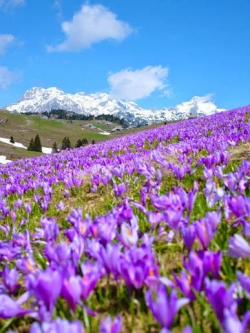 Jarní Slovinsko a rozkvetlá Veliká Planina